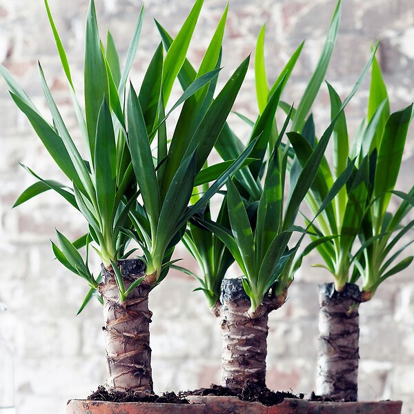 PLANT IN A BOX - Pied d'éléphant - Set de 3 - Yucca elephantipes - Hauteur 50-60cm - ⌀14cm - large