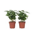 PLANT IN A BOX - Caféier - Set de 2 - Coffea arabica - Hauteur 25-40cm - ⌀12cm - vignette