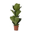 PLANT IN A BOX - Figuier à Feuilles de Violon - Ficus Lyrata - Hauteur 70-90cm - ⌀21cm - vignette