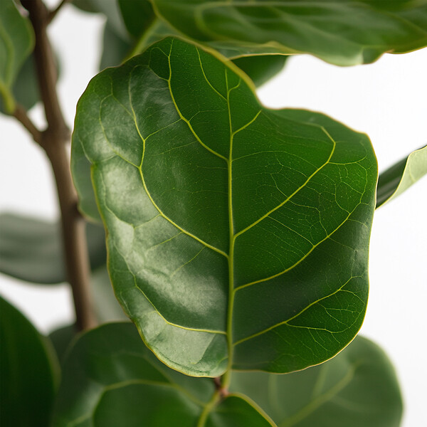 PLANT IN A BOX - Figuier à Feuilles de Violon - Ficus Lyrata - Hauteur 70-90cm - ⌀21cm - large