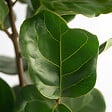 PLANT IN A BOX - Figuier à Feuilles de Violon - Ficus Lyrata - Hauteur 70-90cm - ⌀21cm - vignette