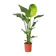 PLANT IN A BOX - Oiseau de paradis - Strelitzia nicolai - Hauteur 90-110cm - ⌀21cm - vignette