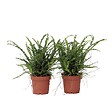 PLANT IN A BOX - Fougère de Duff - Set de 2 - Nephrolepis 'Duffii' - Hauteur 25-40cm - ⌀12cm - vignette