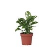 PLANT IN A BOX - Plante à trous - Monstera adansonii 'Monkey Mask' - Hauteur 25-30cm - ⌀12cm - vignette