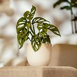 PLANT IN A BOX - Plante à trous - Monstera adansonii 'Monkey Mask' - Hauteur 25-30cm - ⌀12cm - vignette