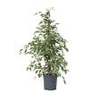 PLANT IN A BOX - Ficus pleureur - Ficus Benjamina 'Twilight' - Hauteur 100-110cm - ⌀21cm - vignette