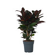 PLANT IN A BOX - Croton - Codiaeum variegatum 'Mrs. Iceton' - Hauteur 60-70cm - ⌀19cm - vignette