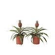 PLANT IN A BOX - Ananas d'ornement - Set de 2 - Ananas comosus 'Mi Amigo' - H35-45cm - ⌀12cm - vignette