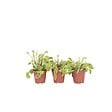 PLANT IN A BOX - Vénus attrape-mouches - Set de 6 - Dionaea muscipula - Hauteur 5-15cm - ⌀5,5cm - vignette