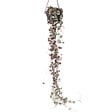 PLANT IN A BOX - Chaîne des cœurs - Ceropegia linearis Woodii - Hauteur 20-30cm - ⌀14cm - vignette
