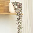 PLANT IN A BOX - Chaîne des cœurs - Ceropegia linearis Woodii - Hauteur 20-30cm - ⌀14cm - vignette
