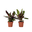 PLANT IN A BOX - Calathea ornata - Set de 2 - Goeppertia insignis - Hauteur 30-40cm - ⌀12cm - vignette