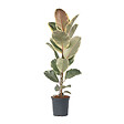 PLANT IN A BOX - Caoutchouc - Ficus Elastica 'Tineke' - Hauteur 75-100cm - ⌀24cm - vignette