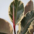 PLANT IN A BOX - Caoutchouc - Ficus Elastica 'Tineke' - Hauteur 75-100cm - ⌀24cm - vignette