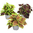 PLANT IN A BOX - Plante à feuillage - Set de 3 - Plectranthus scutellarioides - H25-40cm - ⌀13cm - vignette