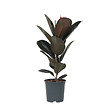 PLANT IN A BOX - Caoutchouc - Ficus Elastica 'Abidjan' - Hauteur 75-100cm - ⌀24cm - vignette