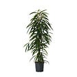 PLANT IN A BOX - Ficus pleureur - Ficus binnendijkii - Hauteur 100-110cm - ⌀21cm - vignette
