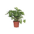 PLANT IN A BOX - Patte-d'oie - Syngonium podophyllum 'Pixie' - Hauteur 25-40cm - ⌀12cm - vignette