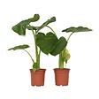 PLANT IN A BOX - Plante à grandes feuilles - Set de 2 - Alocasia Macrorrhizos - H60-70cm - ⌀17cm - vignette