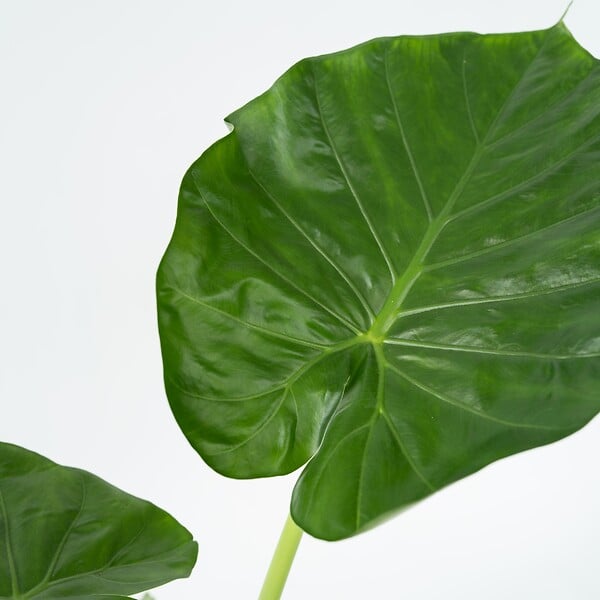 PLANT IN A BOX - Plante à grandes feuilles - Set de 2 - Alocasia Macrorrhizos - H60-70cm - ⌀17cm - large