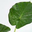 PLANT IN A BOX - Plante à grandes feuilles - Set de 2 - Alocasia Macrorrhizos - H60-70cm - ⌀17cm - vignette