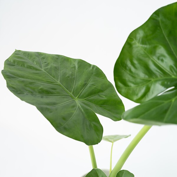 PLANT IN A BOX - Plante à grandes feuilles - Set de 2 - Alocasia Macrorrhizos - H60-70cm - ⌀17cm - large