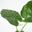 PLANT IN A BOX - Plante à grandes feuilles - Set de 2 - Alocasia Macrorrhizos - H60-70cm - ⌀17cm - vignette