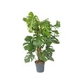 PLANT IN A BOX - Plante à trous - Monstera deliciosa - Hauteur 120-130cm - ⌀24cm - vignette