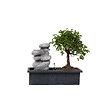 PLANT IN A BOX - Bonsaï - Bonsai - Hauteur 25-35cm - ⌀29cm - vignette