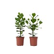 PLANT IN A BOX - Pommier baumier - Set de 2 - Clusia rosea 'Princess' - Hauteur 50-60cm - ⌀17cm - vignette