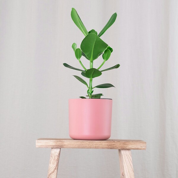 PLANT IN A BOX - Pommier baumier - Set de 2 - Clusia rosea 'Princess' - Hauteur 50-60cm - ⌀17cm - large