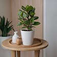 PLANT IN A BOX - Pommier baumier - Set de 2 - Clusia rosea 'Princess' - Hauteur 50-60cm - ⌀17cm - vignette