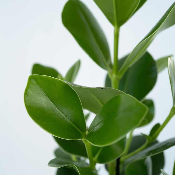PLANT IN A BOX - Pommier baumier - Set de 2 - Clusia rosea 'Princess' - Hauteur 50-60cm - ⌀17cm - large