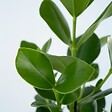 PLANT IN A BOX - Pommier baumier - Set de 2 - Clusia rosea 'Princess' - Hauteur 50-60cm - ⌀17cm - vignette