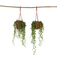PLANT IN A BOX - Plante collier de perles - Set de 2 - Senecio rowleyanus - H10-20cm - ⌀12cm - vignette