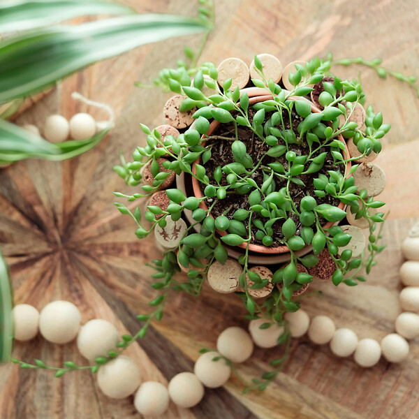 PLANT IN A BOX - Plante collier de perles - Set de 2 - Senecio rowleyanus - H10-20cm - ⌀12cm - large