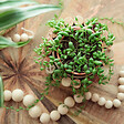 PLANT IN A BOX - Plante collier de perles - Set de 2 - Senecio rowleyanus - H10-20cm - ⌀12cm - vignette