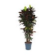 PLANT IN A BOX - Croton - Codiaeum variegatum 'Mrs. Iceton' - Hauteur 140-150cm - ⌀31cm - vignette