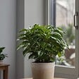 PLANT IN A BOX - Caféier - Set de 4 - Coffea arabica - Hauteur 25-40cm - ⌀12cm - vignette