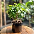 PLANT IN A BOX - Caféier - Set de 4 - Coffea arabica - Hauteur 25-40cm - ⌀12cm - vignette