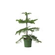 PLANT IN A BOX - Pin de Norfolk - Araucaria heterophylla - Hauteur 45-55cm - ⌀14cm - vignette