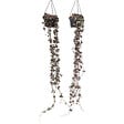 PLANT IN A BOX - Chaîne des cœurs - Set de 2 - Ceropegia linearis Woodii - H20-30cm - ⌀14cm - vignette
