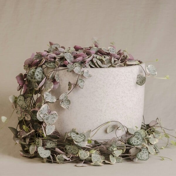 PLANT IN A BOX - Chaîne des cœurs - Set de 2 - Ceropegia linearis Woodii - H20-30cm - ⌀14cm - large