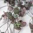 PLANT IN A BOX - Chaîne des cœurs - Set de 2 - Ceropegia linearis Woodii - H20-30cm - ⌀14cm - vignette