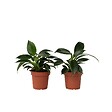 PLANT IN A BOX - Plante verte - Set de 2 - Philodendron 'Green Princess' - H20-30cm - ⌀12cm - vignette