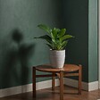 PLANT IN A BOX - Plante verte - Set de 2 - Philodendron 'Green Princess' - H20-30cm - ⌀12cm - vignette