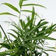 PLANT IN A BOX - Mélange de plantes faciles d'entretien - Set de 4 - Hauteur 25-40cm - ⌀12cm - vignette