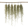 PLANT IN A BOX - Plante aérienne - Set de 6 - Tillandsia usneoides - Hauteur 25-40cm - ⌀5cm - vignette