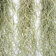 PLANT IN A BOX - Plante aérienne - Set de 6 - Tillandsia usneoides - Hauteur 25-40cm - ⌀5cm - vignette