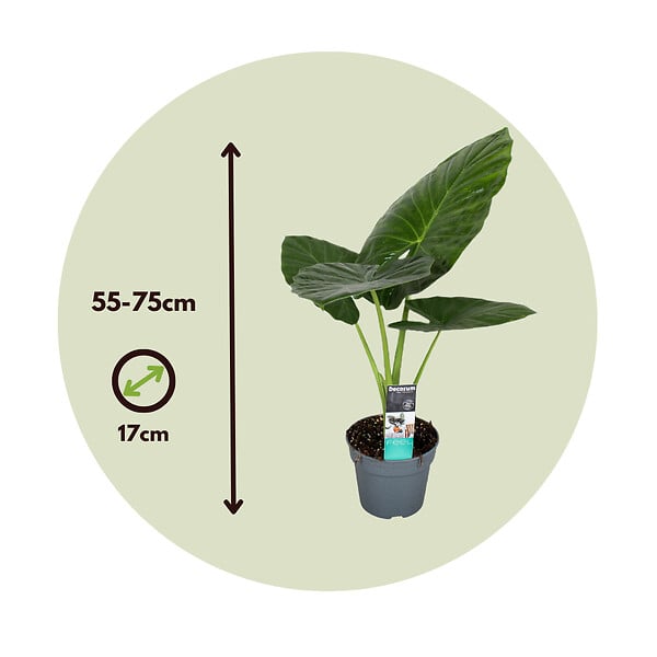 PLANT IN A BOX - Plante éléphant - Alocasia 'Odora' - Hauteur 55-75cm - ⌀17cm - large